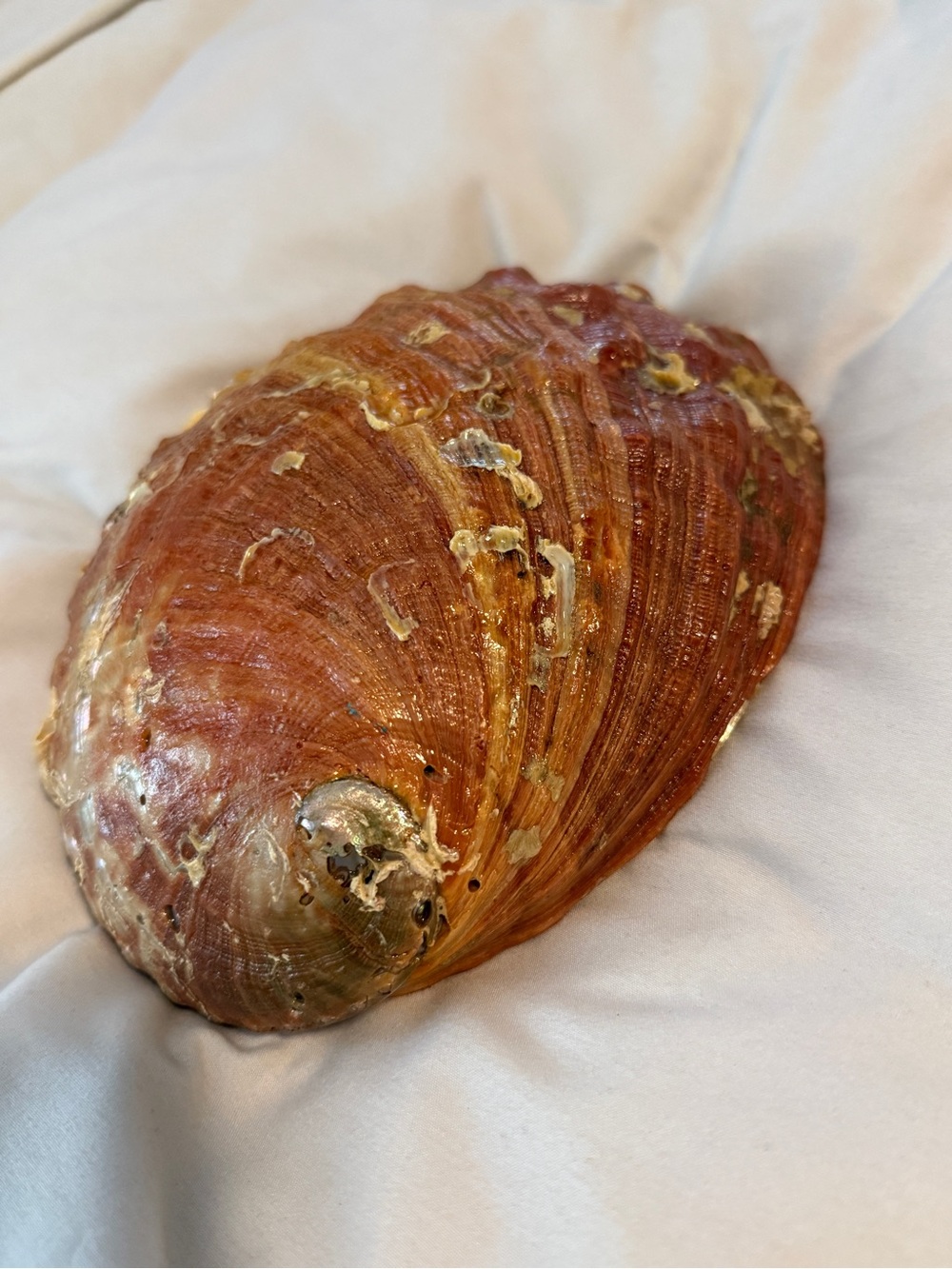 Large Vintage Red Abalone Seashell Mother of Pearl Shell 6" X 8" TRINKET DISH - Picture 8 of 8